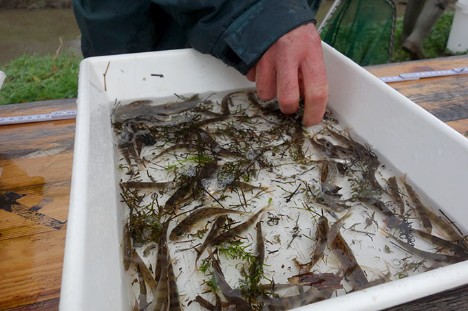 Mit einer Stichprobe wurde ermittelt, wie viele Kleinfische im Dreifelder Weiher schwimmen. - Foto: Christoph Bröder