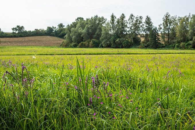 Blütenreiche Feuchtwiese mit Blutweiderich im Naturschutzgebiet „Nonnenhof“ - Foto: Stefan Schwill