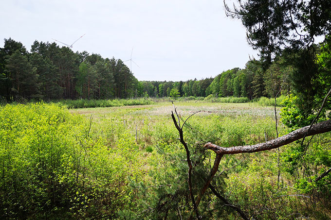 Moorwiesen in den Krayner Teichen - Foto: Christian Unselt