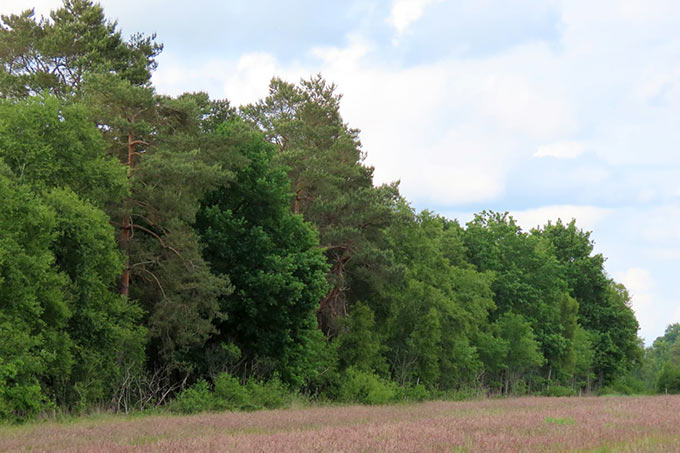 In Stiftungsobhut bleibt der Naturwald nahe Cuxhaven mit seinem alten Baumbestand dauerhaft erhalten. - Foto: Nina Gunselmann