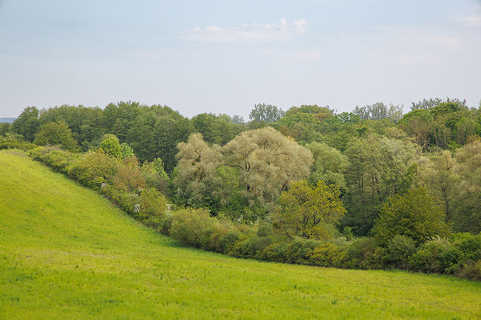 Neben Acker- und Grünland konnte die NABU-Stiftung angrenzende Wälder am Ostufer der Lieps in ihre Obhut nehmen. - Foto: Klemens Karkow