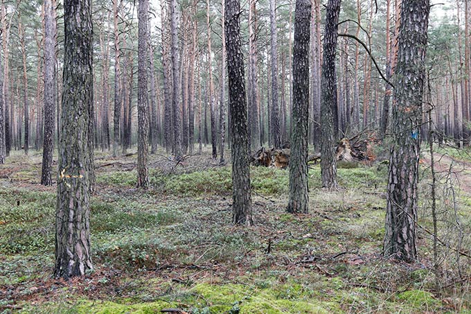 Die reinen Kiefernbestände bei Finsterwalde brauchen Unterstützung beim Waldwandel. - Foto: Stefan Röhrscheid
