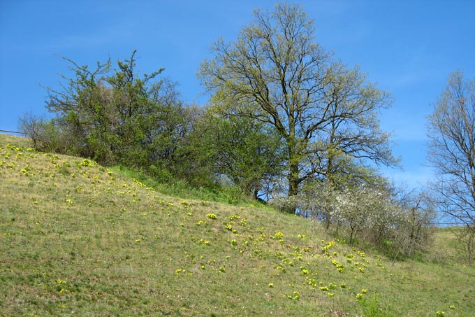 An den Pontischen Hängen von Lebus finden Wildbienen viele Blütenpflanzen wie das seltene Frühlings-Adonisröschen. - Foto: Frauke Hennek