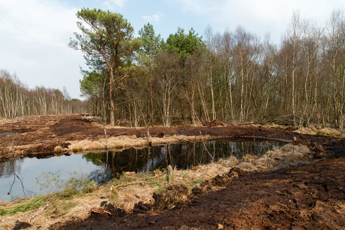 Nach einem niederschlagsreichen Winter stehen die ersten Projektflächen im Badener Moor unter Wasser. - Foto: Arne von Bill