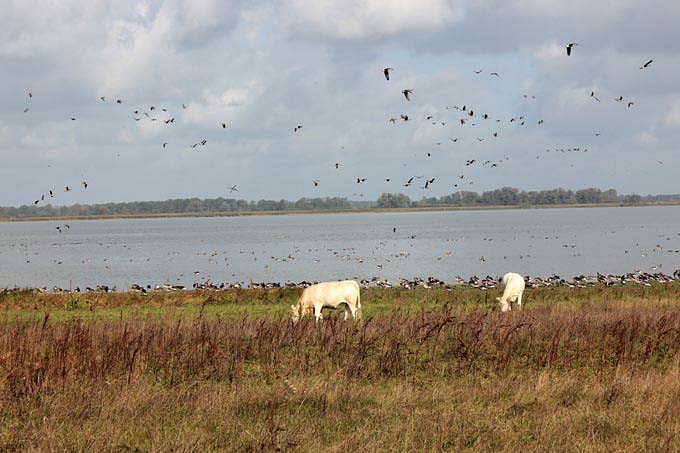 Zwei Rinder grasen am Ufer des Gülper See