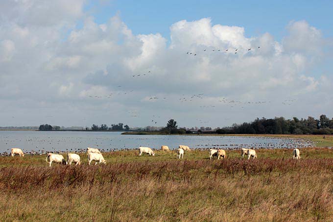 Einige Rinder grasen am Ufer des Gülper See