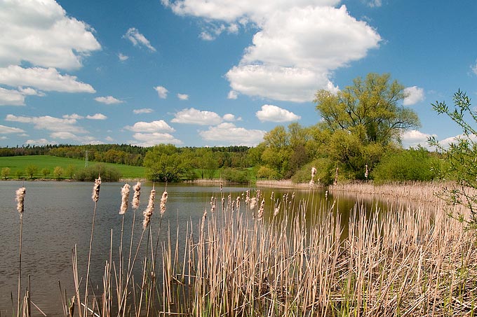 Die NABU-Stiftung belebte den Frießnitzer See für die Artenvielfalt wieder. - Foto: Frank Leo