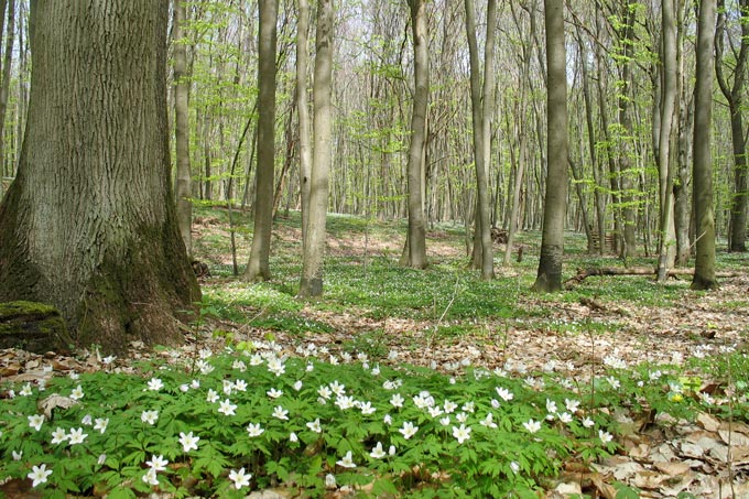 Im Frühjahr ist der Waldboden bedeckt mit Buschwindröschen. - Foto: Frauke Hennek