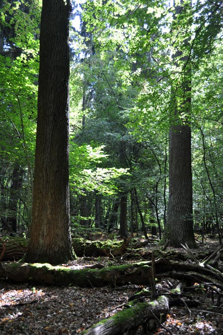 Der Waldboden im Tiergarten ist bedeckt von herabgefallenen Ästen und umgekippten Baumriesen. - Foto: Felix Grützmacher