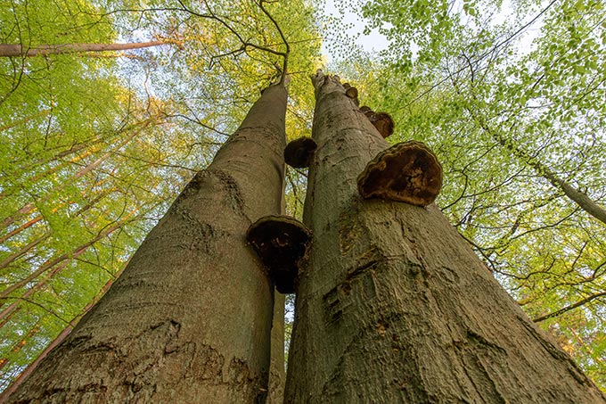 Die Stiftungswälder im Biesenthaler Becken dürfen sich ungestört zu Urwäldern von morgen entwickeln. - Foto: Klemens Karkow