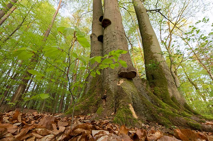 Mit Hilfe des NABU-Waldschutzfonds lässt die NABU-Stiftung Stück für Stück heimische „Urwälder von morgen“ entstehen.  - Foto: NABU-Stiftung/Klemens Karkow