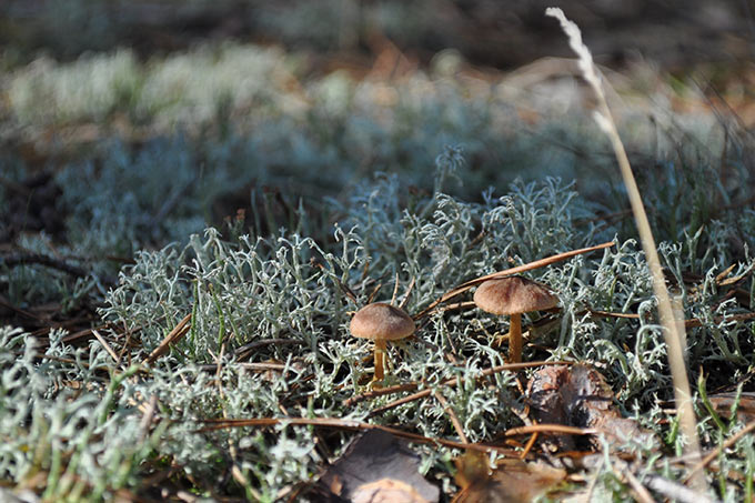 Pilze wachsen zwischen Strauchflechten im Naturschutzgebiet „Swatzke- und Skabyberge“ - Foto: Dorothea Renken