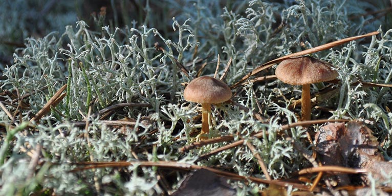 Pilze wachsen zwischen Strauchflechten im Naturschutzgebiet „Swatzke- und Skabyberge“ - Foto: Dorothea Renken