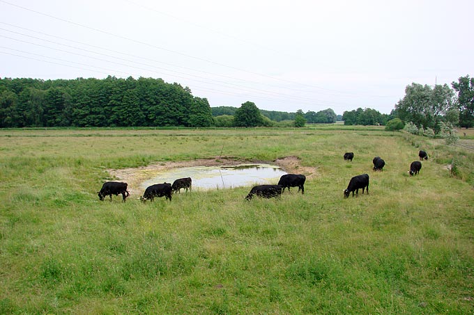 Eine Gruppe von Rinders grasen um einen Tümpel