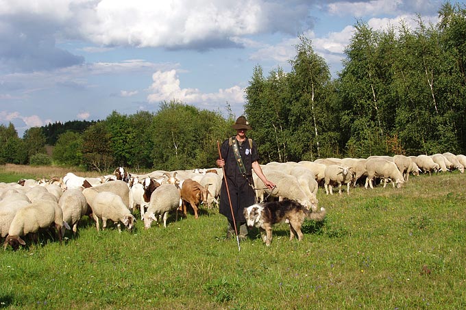 Schafe und Burenziegen