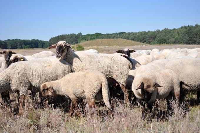 Schafe erhalten die Hutelandschaft Altranft-Sonnenburg  bei Berlin für Wiedehopf und Co.  - Foto: Felix Grützmacher