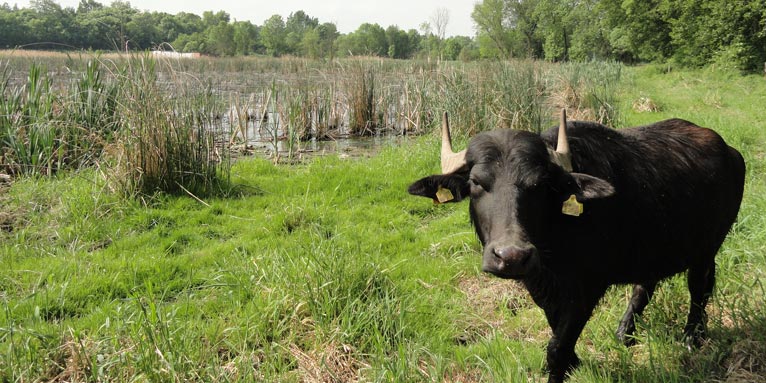 Wasserbüffel im NABU-Schutzgebiet in Thüringen - Foto: Gitte Baumkötter