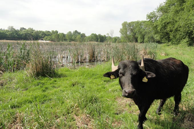 Wasserbüffel eignen sich besonders gut für die Pflege von feuchten Wiesen und Weideland. - Foto: Gitte Baumkötter