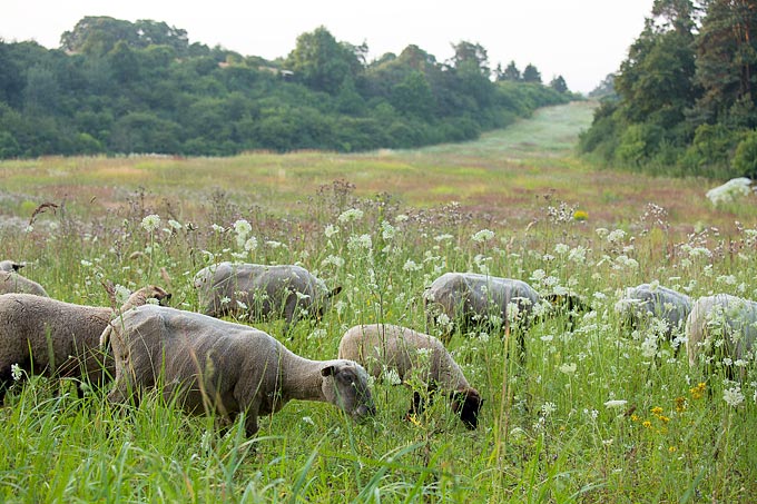 Schafe halten Wiesen und Weiden offen und schaffen ein reichhaltiges Blütenangebot für Wildbienen. - Foto: NABU/ Klemens Karkow
