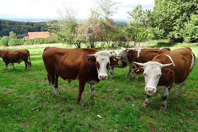 Beweidung mit Hinterwälder-Rindern auf dem Langenhard - Foto: Nina Gunselmann