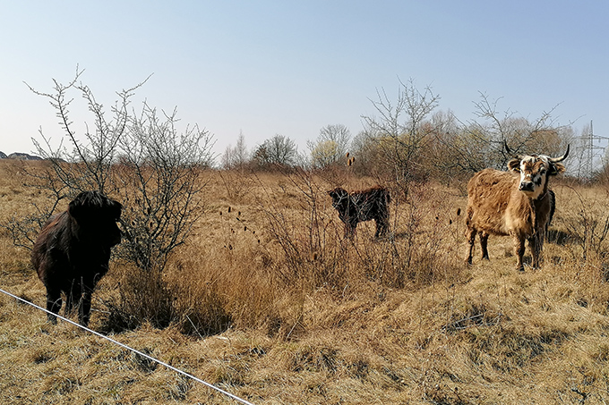 Robuste Galloway-Rinder grasen seit Mitte März 2022 auf dem Windknollen bei Jena.  - Foto: Franziska Hermsdorf
