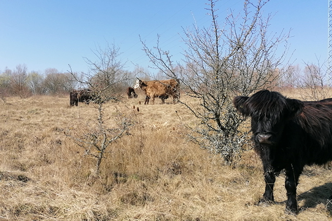 Galloway-Rinder auf dem Windknollen - Foto: Franziska Hermsdorf