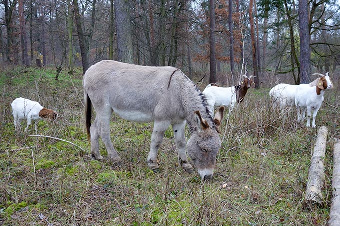 Ziegen, Schafe und Esel grasen im Hirschacker nach dem historischen Vorbild der Waldweide. - Foto: Inés Noll