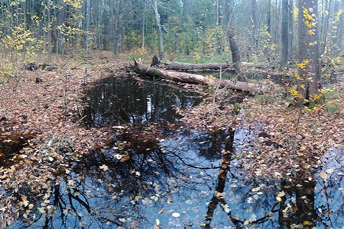 Steigende Wasserstände in den Moorwäldern verhindern die weitere Zersetzung des Moors. - Foto: Stefan Reimann