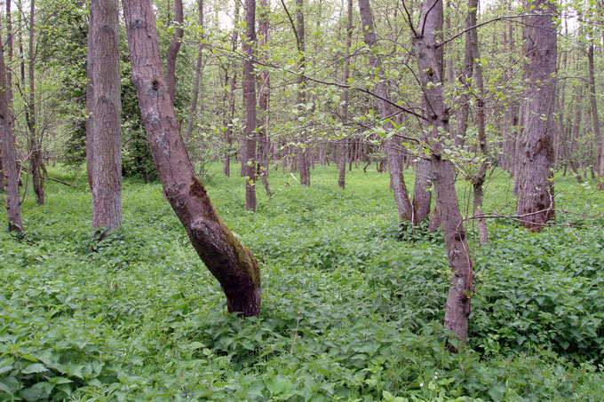 Karlsburger und Oldenburger Holz - Foto: NABU-Archiv