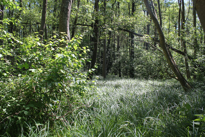 Feuchter Waldbereich im NSG &quot;Maibachtal&quot; - Foto: Manuela Heberer